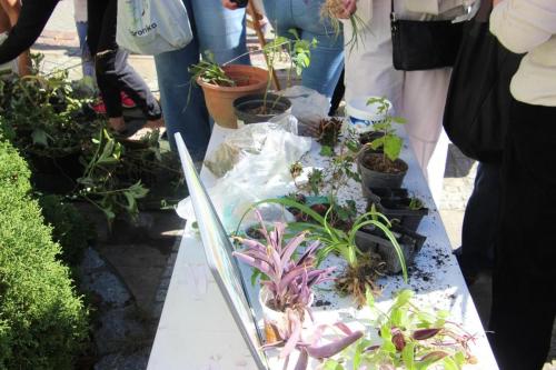 img-1376-copy Tarnowski Dzień Miejskiego Ogrodnika