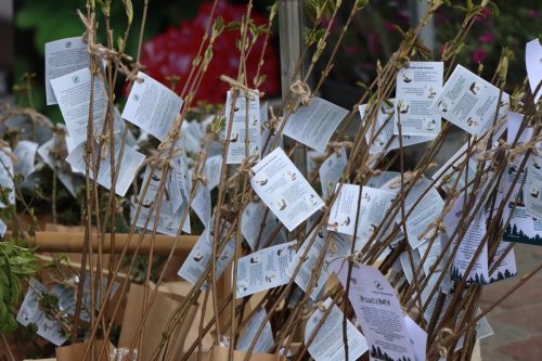 6a-copy Sadzonki za elektroodpady