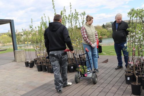 img-8334-copy Sadzonki za elektroodpady