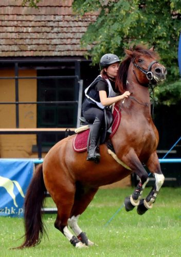 1a-copy Hucuły na medal – emocjonujące kwalifikacje w Klikowskiej Ostoi- cz..1