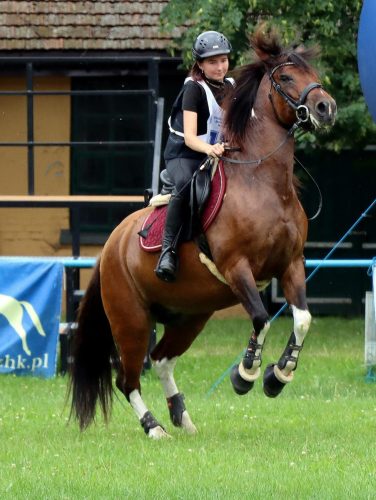 20-copy Hucuły na medal – emocjonujące kwalifikacje w Klikowskiej Ostoi- cz..1