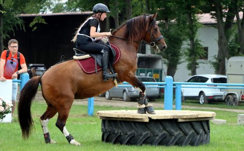 img-5027-edytowano-copy Hucuły na medal – emocjonujące kwalifikacje w Klikowskiej Ostoi- cz..1