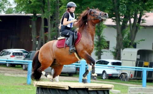 img-5043-edytowano-copy Hucuły na medal – emocjonujące kwalifikacje w Klikowskiej Ostoi- cz..1
