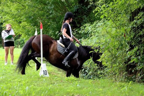 16 Hucuły na medal – emocjonujące kwalifikacje w Klikowskiej Ostoi cz. 2