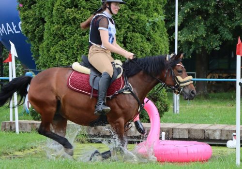 25 Hucuły na medal – emocjonujące kwalifikacje w Klikowskiej Ostoi cz. 2