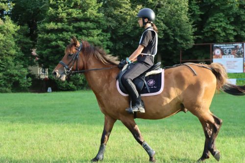 52 Hucuły na medal – emocjonujące kwalifikacje w Klikowskiej Ostoi cz. 2