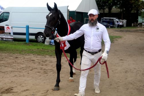 img-7378-edytowano-copy Małopolska Parada Koni 2025 w Klikowej