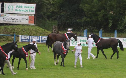 img-7411-edytowano-copy Małopolska Parada Koni 2025 w Klikowej