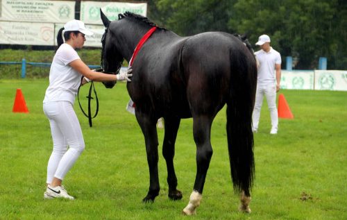 img-7432-edytowano-copy Małopolska Parada Koni 2025 w Klikowej