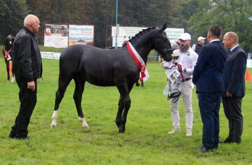 img-7455-edytowano-copy Małopolska Parada Koni 2025 w Klikowej