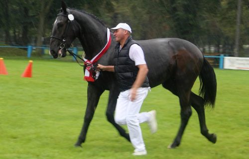 img-7481-edytowano-copy Małopolska Parada Koni 2025 w Klikowej