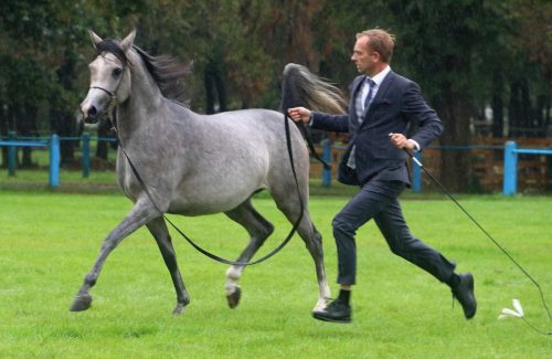 img-7639-edytowano-copy Małopolska Parada Koni 2025 w Klikowej