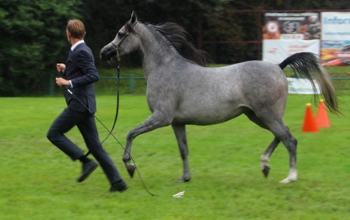 img-7640-edytowano-copy Małopolska Parada Koni 2025 w Klikowej