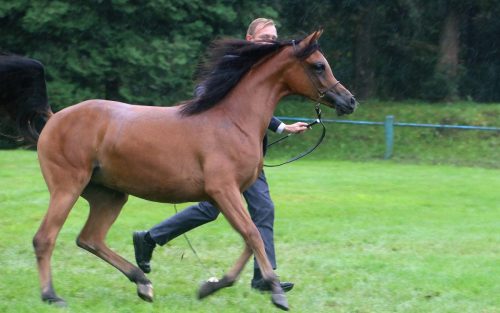 img-7663-edytowano-copy Małopolska Parada Koni 2025 w Klikowej