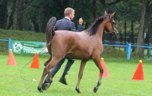 img-7665-edytowano-copy Małopolska Parada Koni 2025 w Klikowej