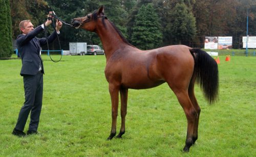 img-7675-edytowano-copy Małopolska Parada Koni 2025 w Klikowej