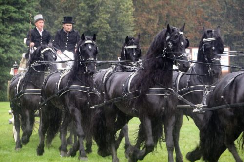 img-7720-edytowano-copy Małopolska Parada Koni 2025 w Klikowej