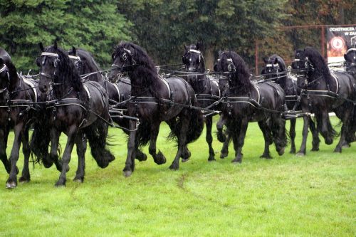 img-7731-edytowano-copy Małopolska Parada Koni 2025 w Klikowej