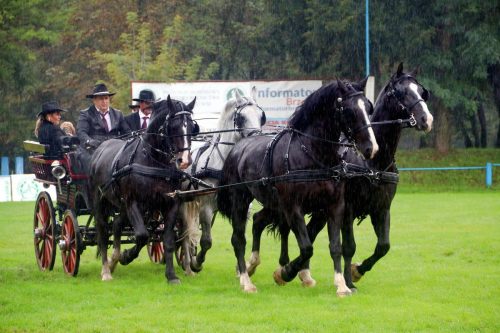 img-7775-edytowano-copy Małopolska Parada Koni 2025 w Klikowej