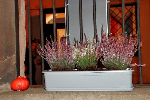 img-9779-edytowano-copy Zaduszkowe wspomnienia w Ogrodzie Jednego Drzewa