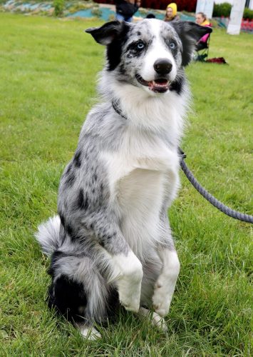 1 Psie serca i sportowe emocje – Tarnowskie Błonia