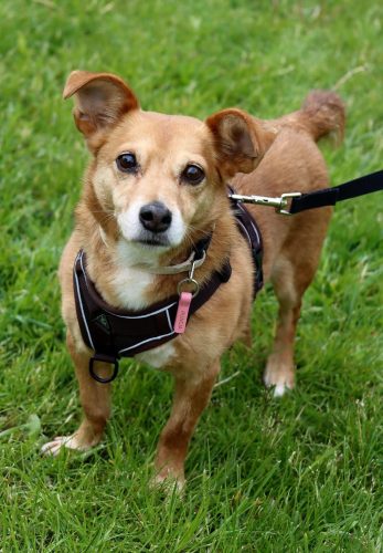 10-copy Psie serca i sportowe emocje – Tarnowskie Błonia