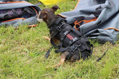 13 Psie serca i sportowe emocje – Tarnowskie Błonia