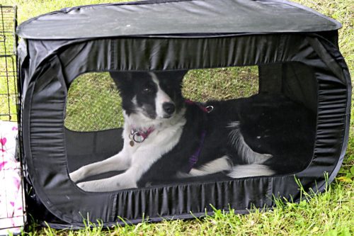 14 Psie serca i sportowe emocje – Tarnowskie Błonia