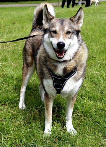 17 Psie serca i sportowe emocje – Tarnowskie Błonia