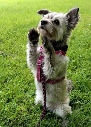 2 Psie serca i sportowe emocje – Tarnowskie Błonia