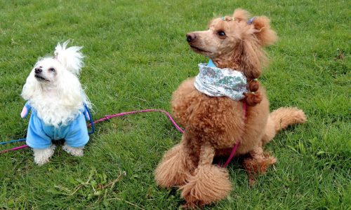 21 Psie serca i sportowe emocje – Tarnowskie Błonia