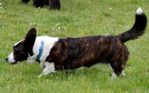 24 Psie serca i sportowe emocje – Tarnowskie Błonia