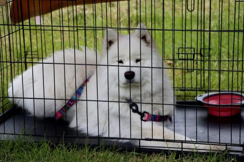 27 Psie serca i sportowe emocje – Tarnowskie Błonia