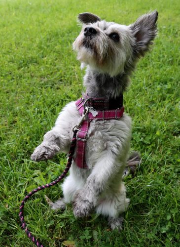 30 Psie serca i sportowe emocje – Tarnowskie Błonia