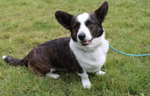 32 Psie serca i sportowe emocje – Tarnowskie Błonia