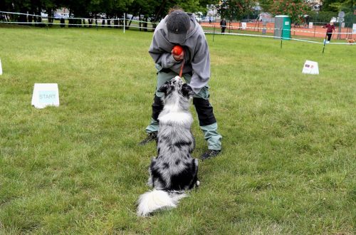 35 Psie serca i sportowe emocje – Tarnowskie Błonia