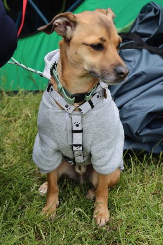 36 Psie serca i sportowe emocje – Tarnowskie Błonia