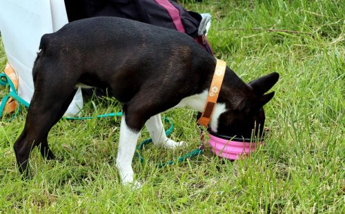 39 Psie serca i sportowe emocje – Tarnowskie Błonia