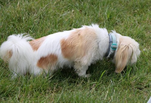 47 Psie serca i sportowe emocje – Tarnowskie Błonia