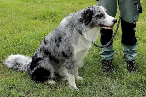 50 Psie serca i sportowe emocje – Tarnowskie Błonia
