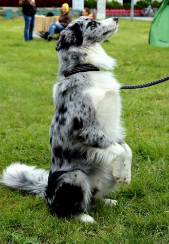 51 Psie serca i sportowe emocje – Tarnowskie Błonia