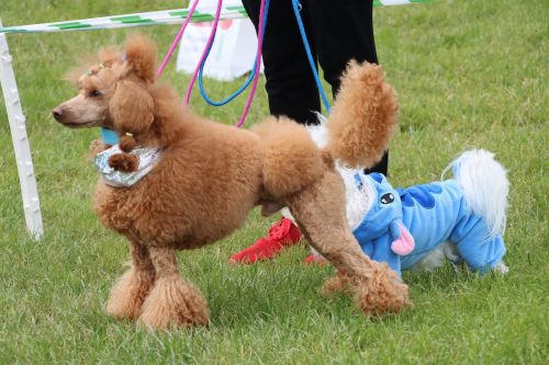 58 Psie serca i sportowe emocje – Tarnowskie Błonia