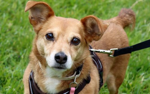 60 Psie serca i sportowe emocje – Tarnowskie Błonia