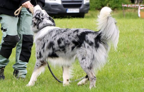 63 Psie serca i sportowe emocje – Tarnowskie Błonia