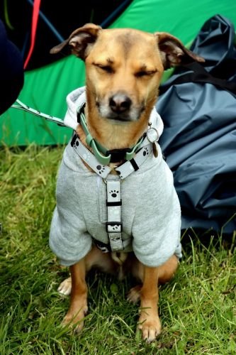 7 Psie serca i sportowe emocje – Tarnowskie Błonia