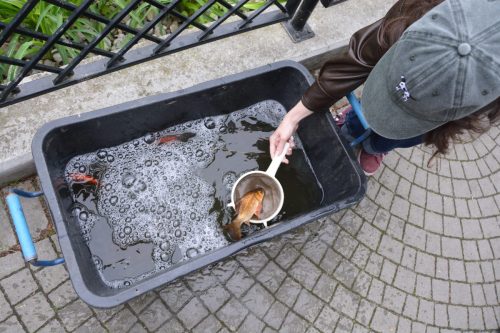 1 Ochrona środowiska – na ratunek rybom w Parku Strzeleckim