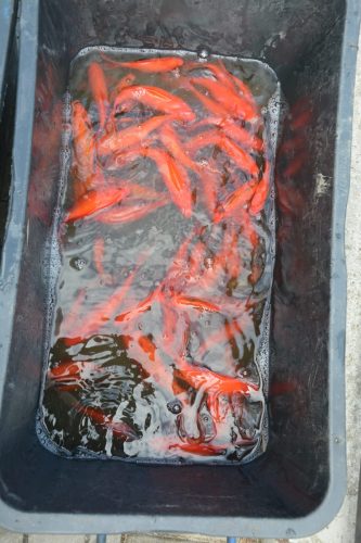 11 Ochrona środowiska – na ratunek rybom w Parku Strzeleckim