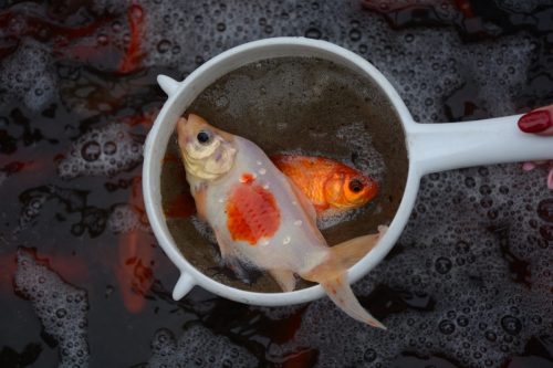 4 Ochrona środowiska – na ratunek rybom w Parku Strzeleckim