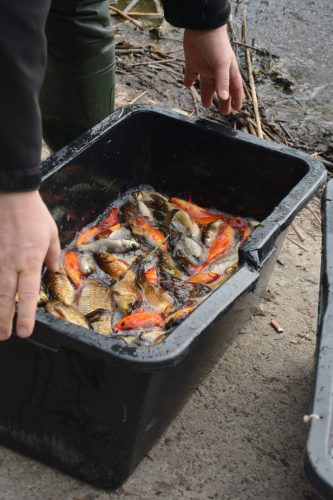 6 Ochrona środowiska – na ratunek rybom w Parku Strzeleckim