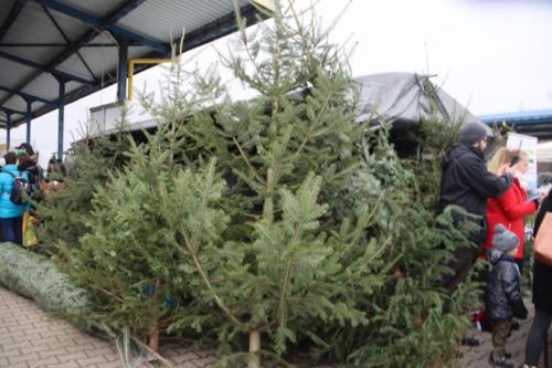 Targ-Bozonarodzeniowy-13 Bożonarodzeniowy Targ Regionalny w Tarnowie